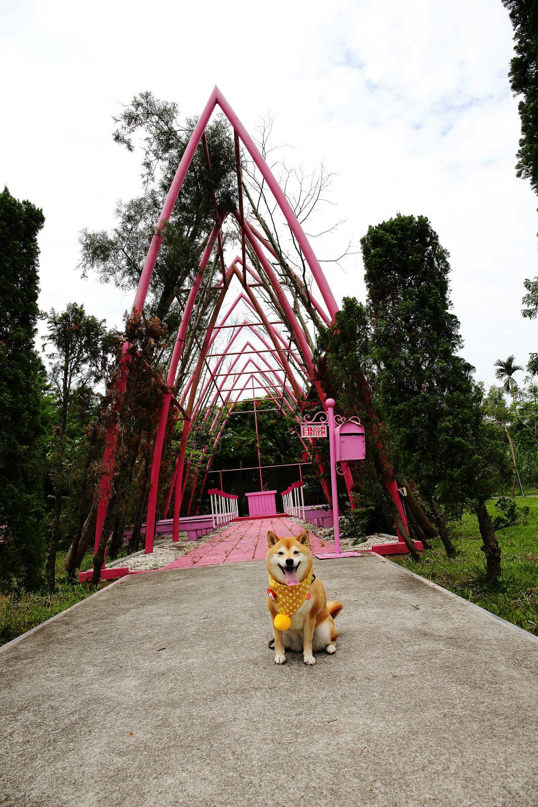 雲林古坑粉紅泡泡，雲林十大打卡聖地，雲林絕對不能錯過的景點，