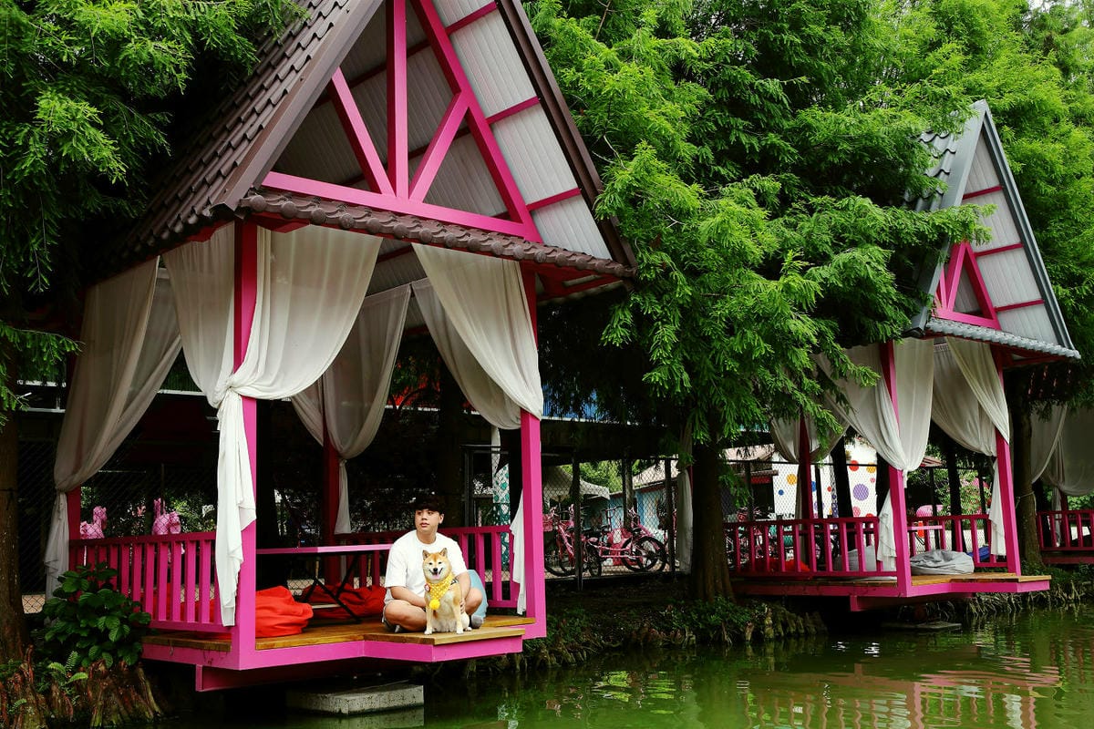雲林古坑粉紅泡泡，雲林十大打卡聖地，雲林絕對不能錯過的景點，