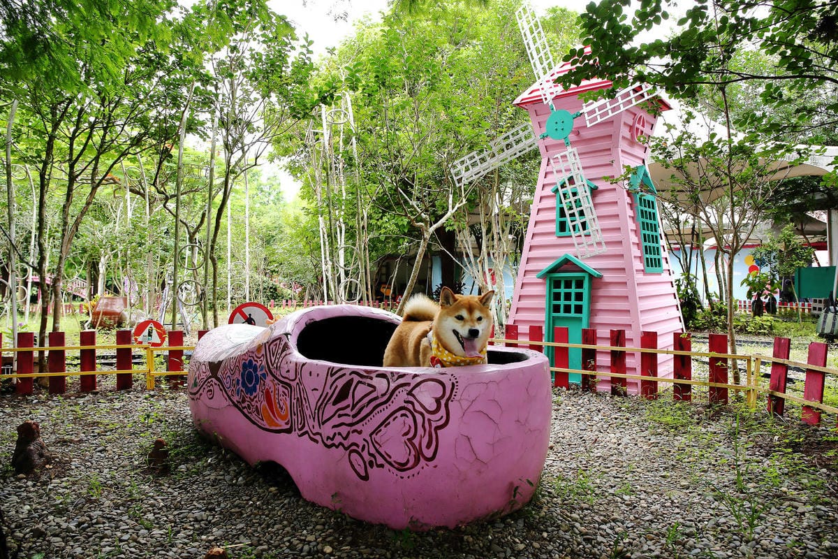 雲林古坑粉紅泡泡，雲林十大打卡聖地，雲林絕對不能錯過的景點，