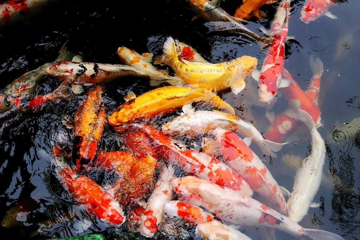 竹居茶樓,中國風庭園景觀餐廳,嘉義古色古香的茶餐廳,主打廣東 竹居茶樓,中國風庭園景觀餐廳,嘉義古色古香的茶餐廳,主打廣東