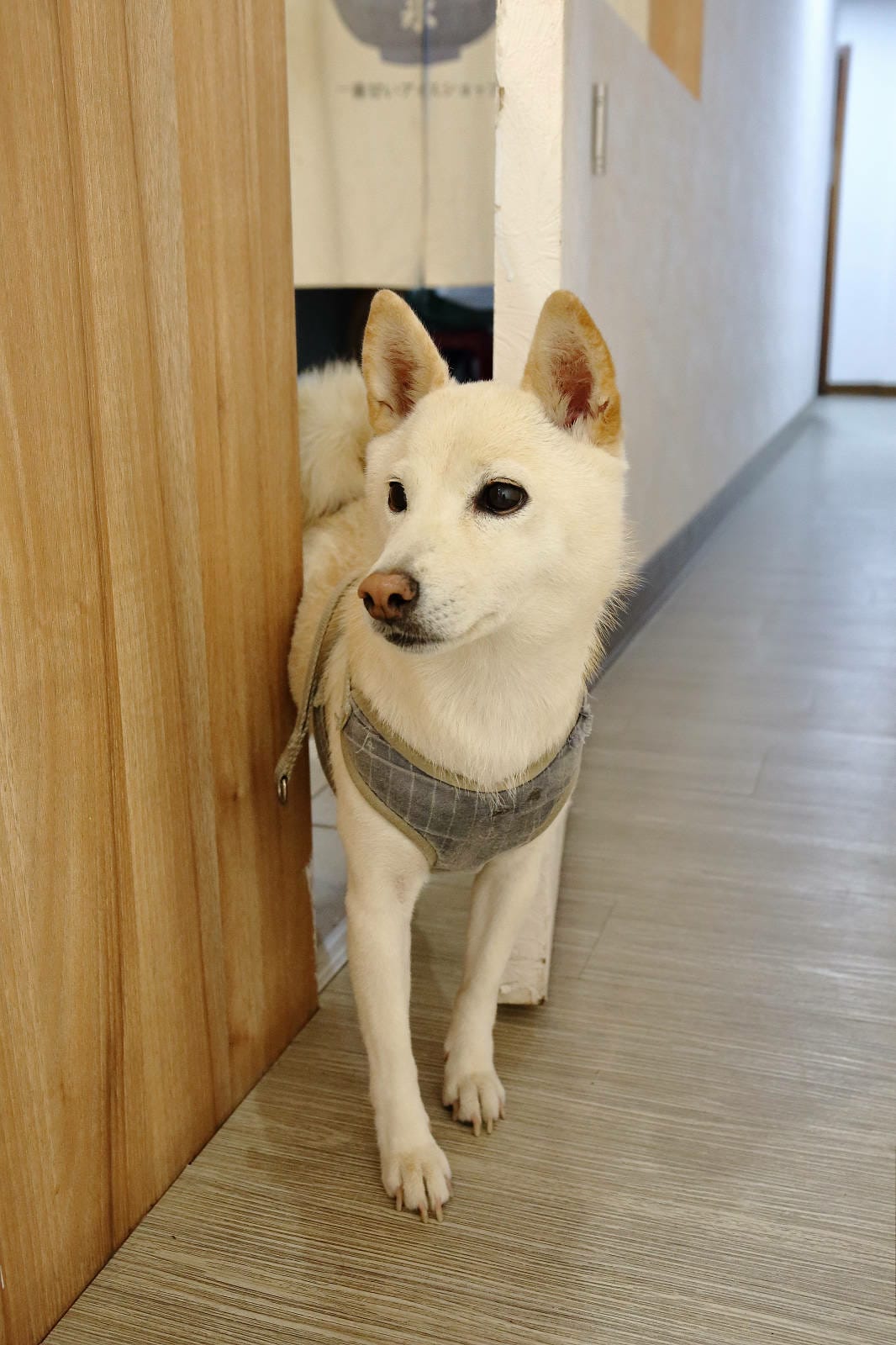 八德大湳商圈【菓匠icestore】文青風格日式刨冰，季節限