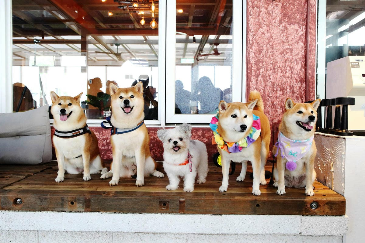 空ㄟ咖啡新竹店，湖口最新景觀餐廳，異國風百萬夜景、室外超大草