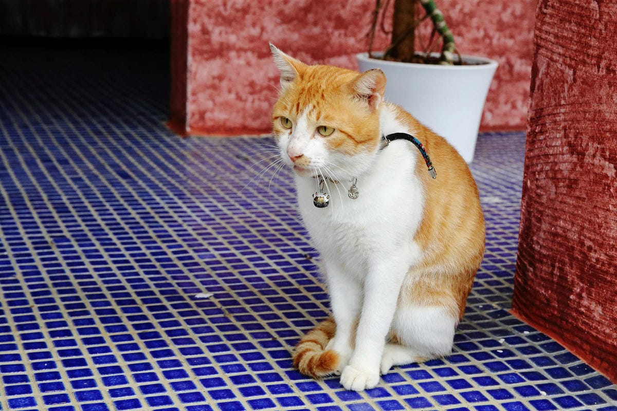 空ㄟ咖啡新竹店，湖口最新景觀餐廳，異國風百萬夜景、室外超大草