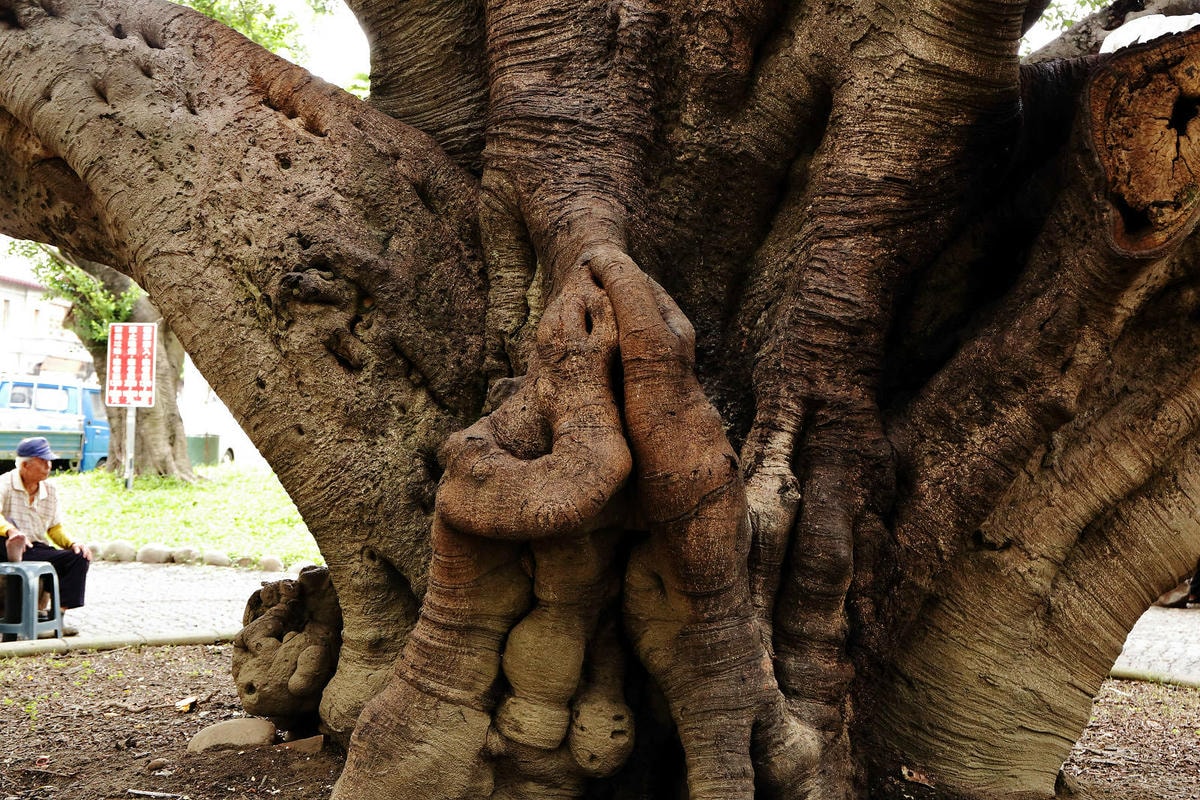 新開幕!!福瑞堂【歷史建築南投稅務出張所】,新台菜創意料理、