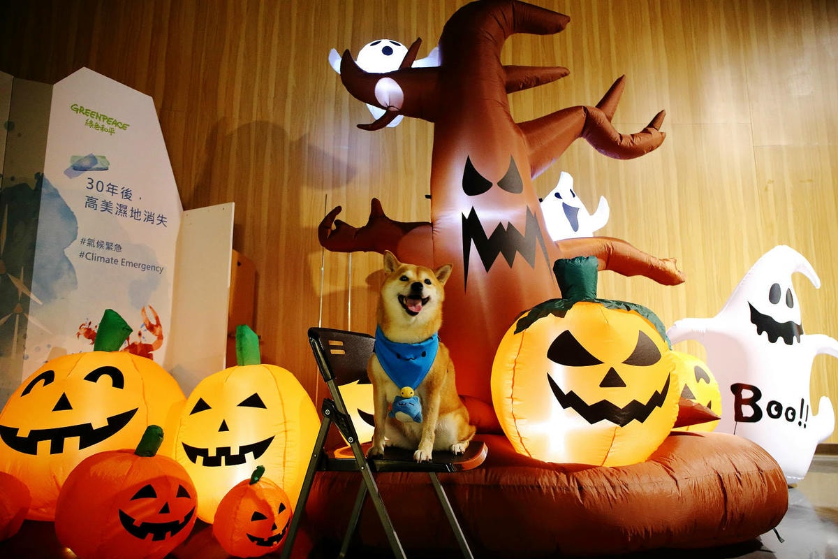 【蟬說:夕陽漫漫】台中獨家毛孩萬聖節露營派對〜百犬夜行-Ha