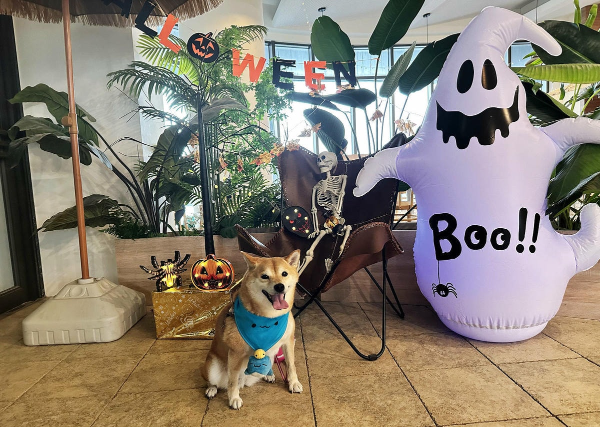 【蟬說:夕陽漫漫】台中獨家毛孩萬聖節露營派對〜百犬夜行-Ha