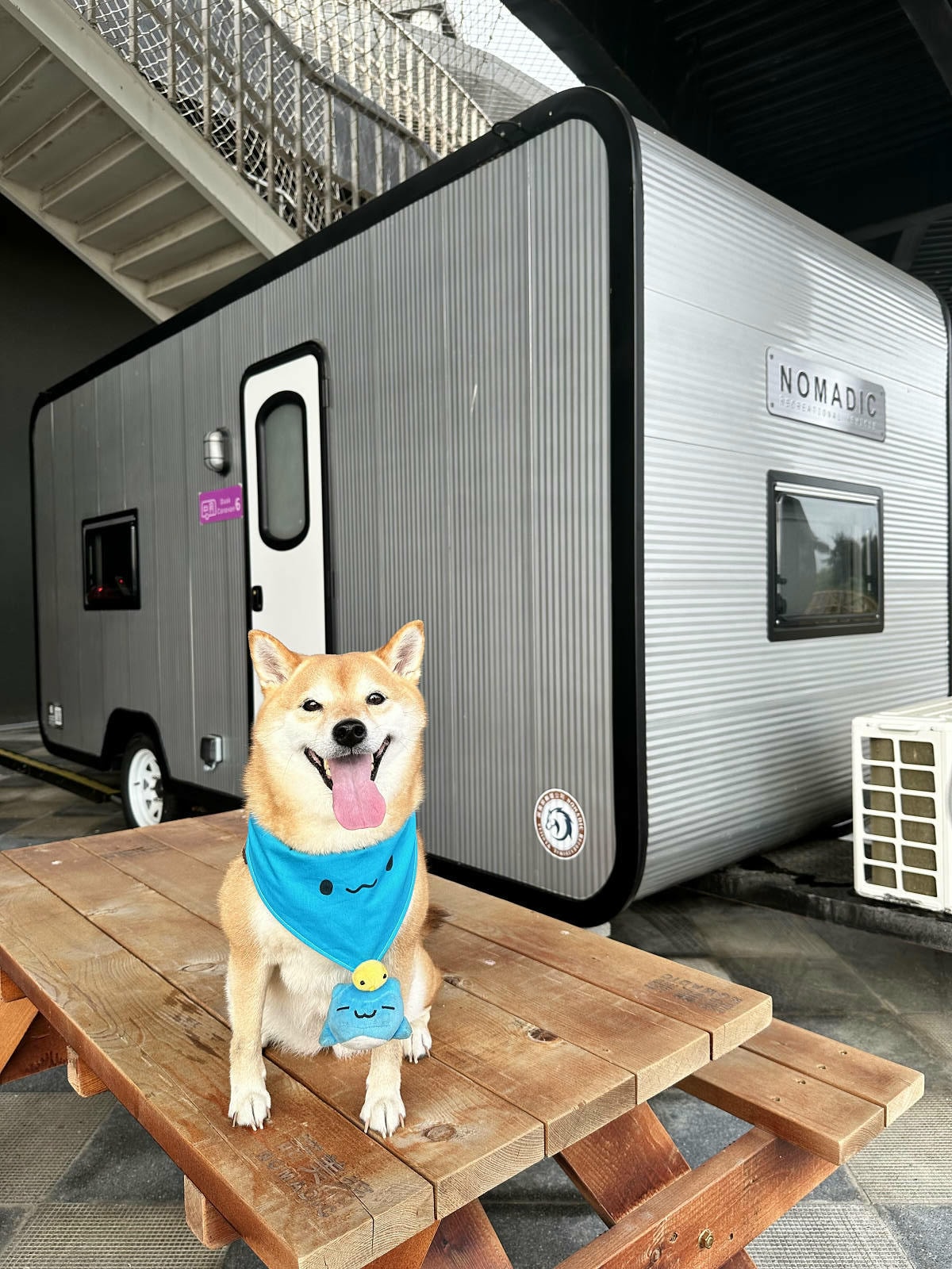 【蟬說:夕陽漫漫】台中獨家毛孩萬聖節露營派對〜百犬夜行-Ha