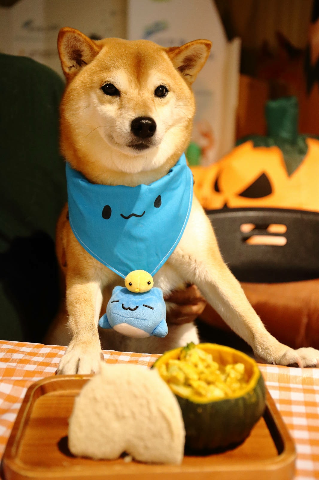 【蟬說:夕陽漫漫】台中獨家毛孩萬聖節露營派對〜百犬夜行-Ha