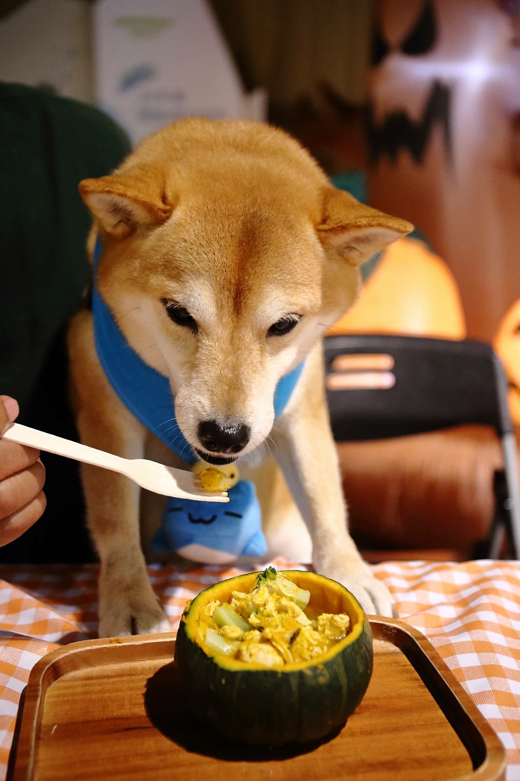 【蟬說:夕陽漫漫】台中獨家毛孩萬聖節露營派對〜百犬夜行-Ha