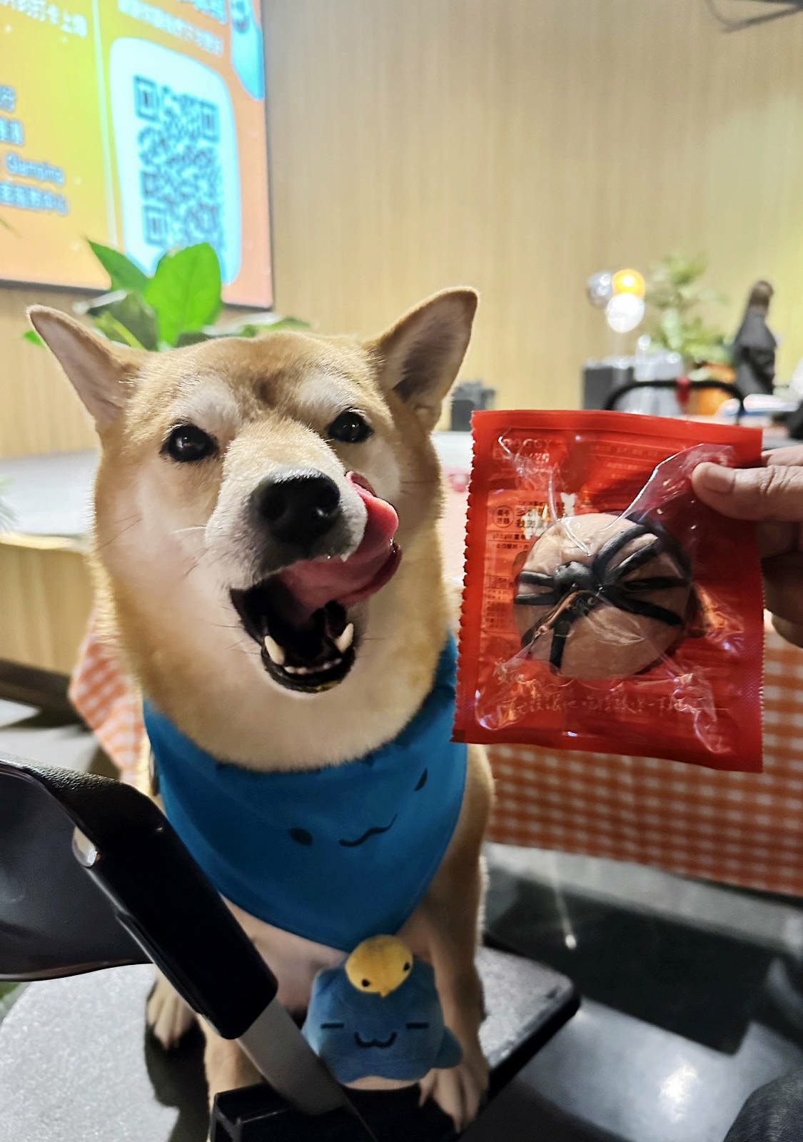 【蟬說:夕陽漫漫】台中獨家毛孩萬聖節露營派對〜百犬夜行-Ha