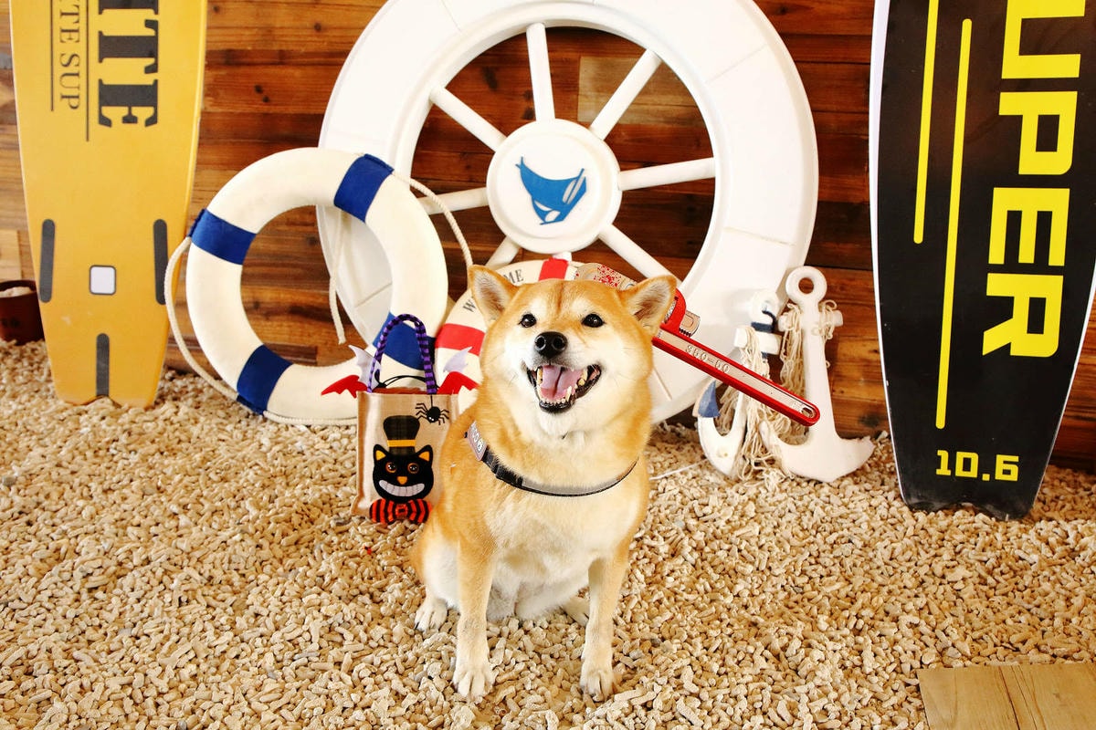 【蟬說:夕陽漫漫】台中獨家毛孩萬聖節露營派對〜百犬夜行-Ha