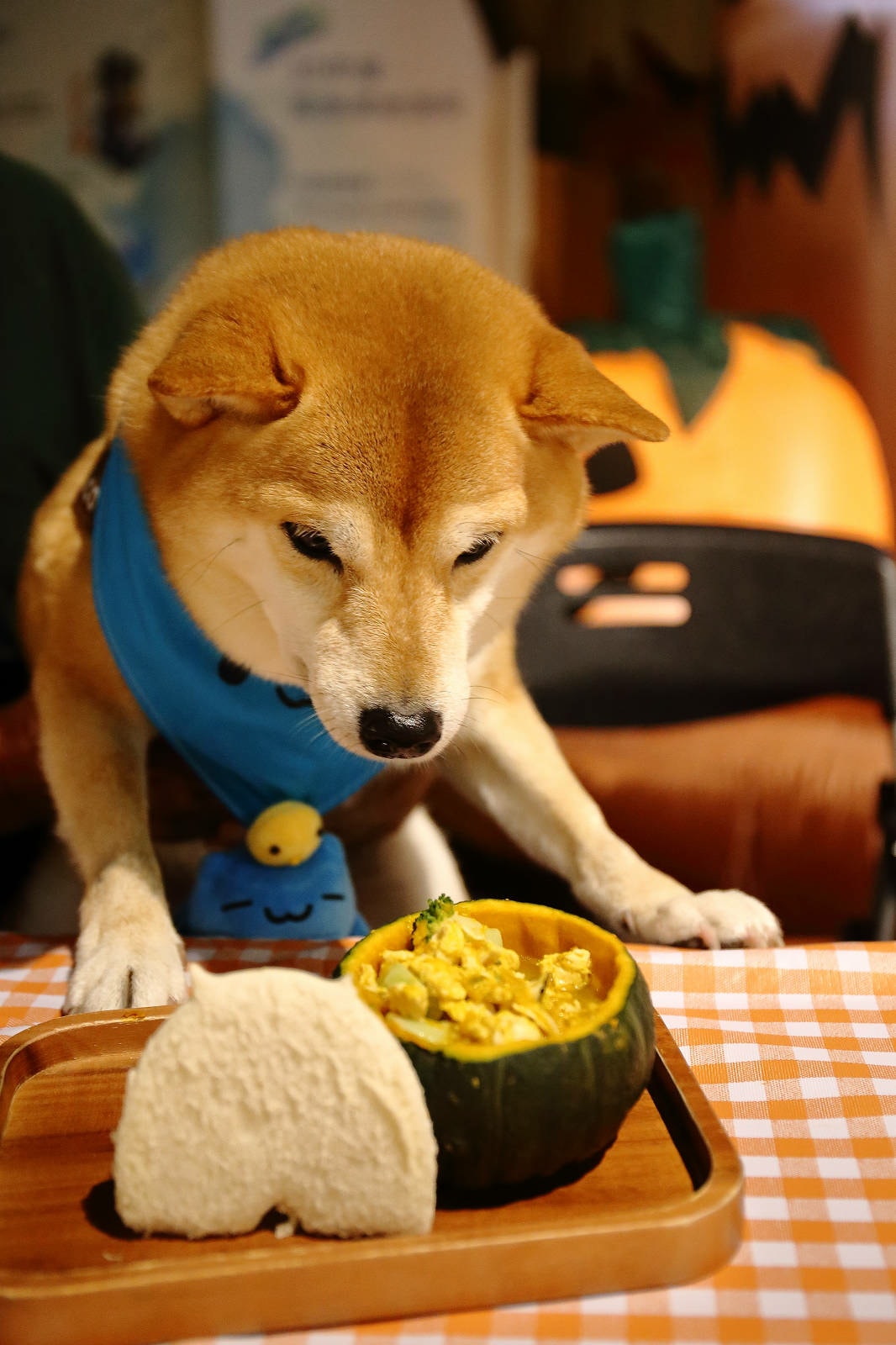【蟬說:夕陽漫漫】台中獨家毛孩萬聖節露營派對〜百犬夜行-Ha