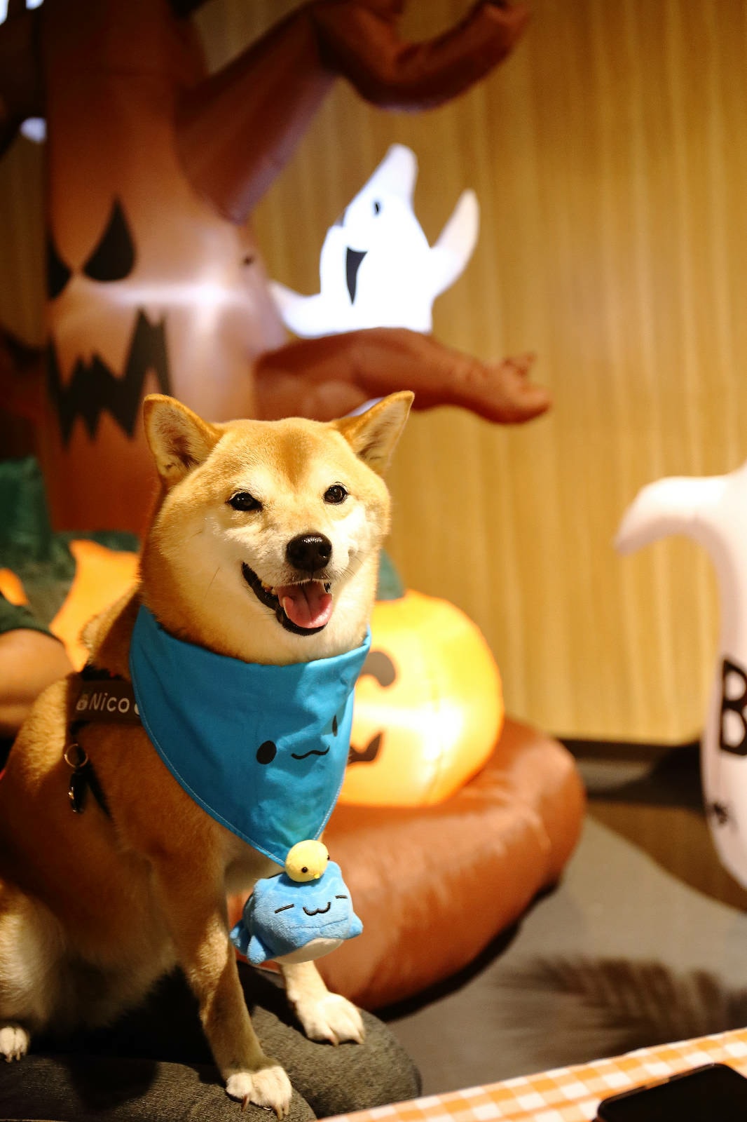 【蟬說:夕陽漫漫】台中獨家毛孩萬聖節露營派對〜百犬夜行-Ha