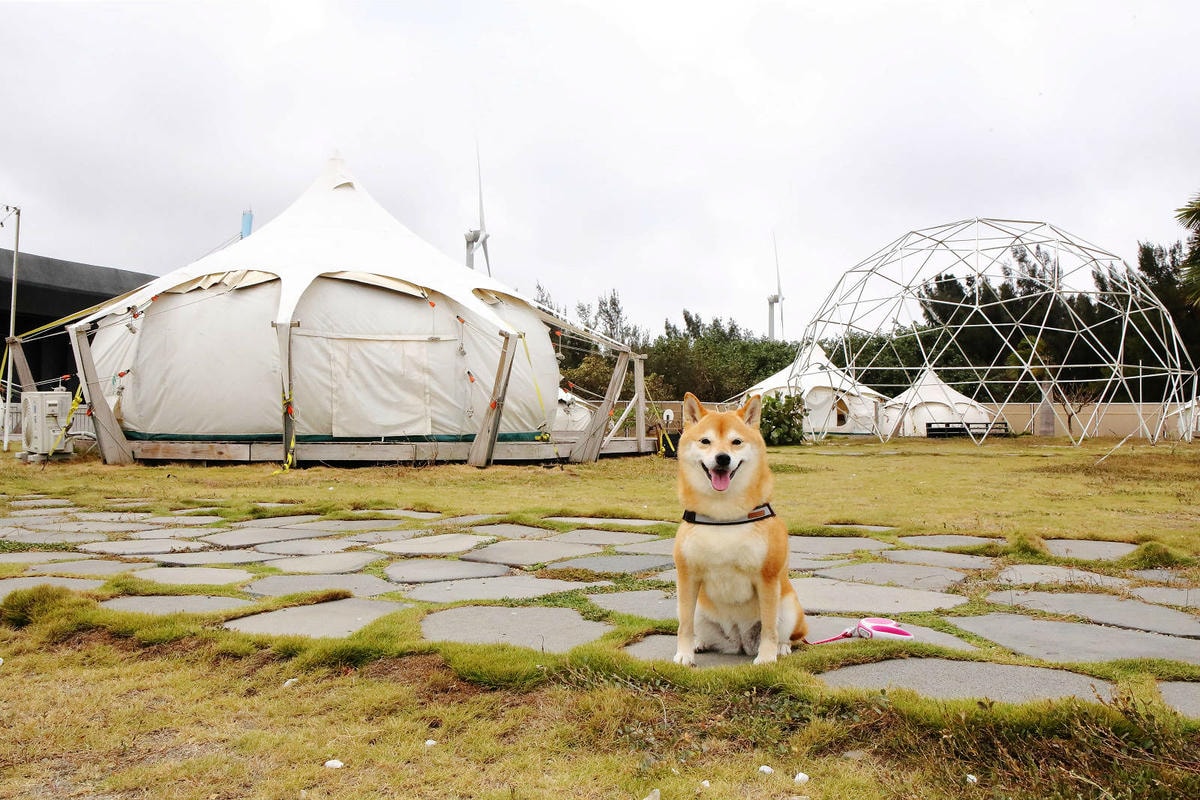 【蟬說:夕陽漫漫】台中獨家毛孩萬聖節露營派對〜百犬夜行-Ha
