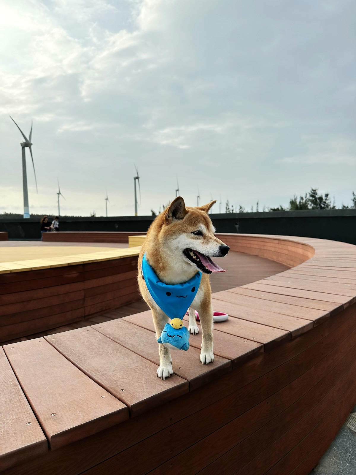 【蟬說:夕陽漫漫】台中獨家毛孩萬聖節露營派對〜百犬夜行-Ha