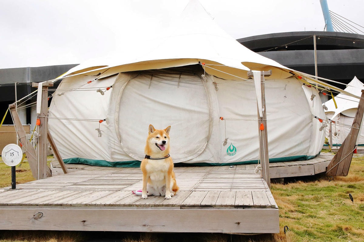 【蟬說:夕陽漫漫】台中獨家毛孩萬聖節露營派對〜百犬夜行-Ha