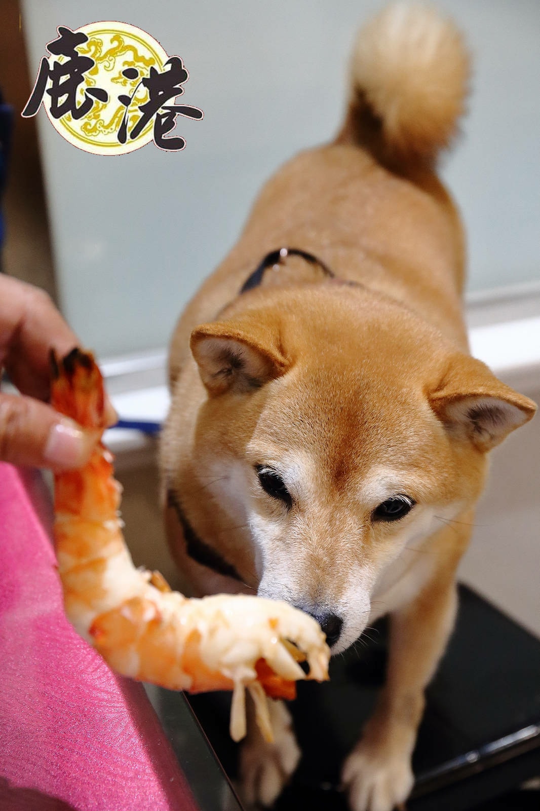 【梧棲漁港海鮮餐廳推薦】鹿港平價海鮮,代客料理價格親民,海鮮