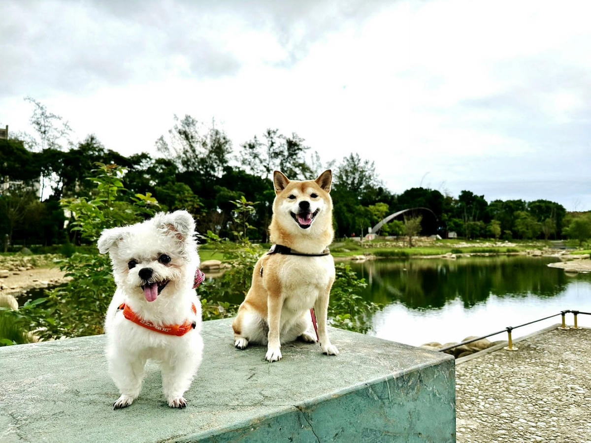 【新開幕】八德寵物友善餐廳推薦!三十好食,大湳森林公園附近, 【新開幕】八德寵物友善餐廳推薦!三十好食,大湳森林公園附近,