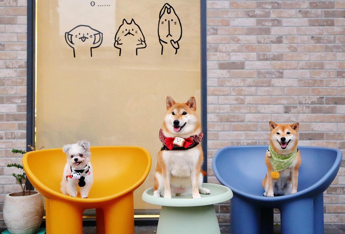 【新開幕】八德寵物友善餐廳推薦!三十好食,大湳森林公園附近, 【新開幕】八德寵物友善餐廳推薦!三十好食,大湳森林公園附近,