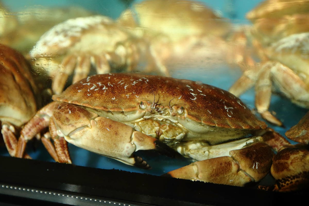 台北日式無菜單料理推薦，建一食堂八品精緻餐點，比臉大的爆卵麵