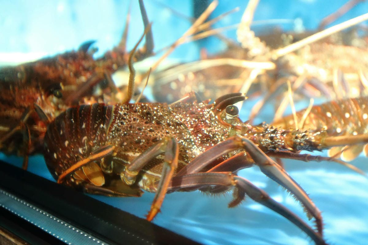 台北日式無菜單料理推薦，建一食堂八品精緻餐點，比臉大的爆卵麵