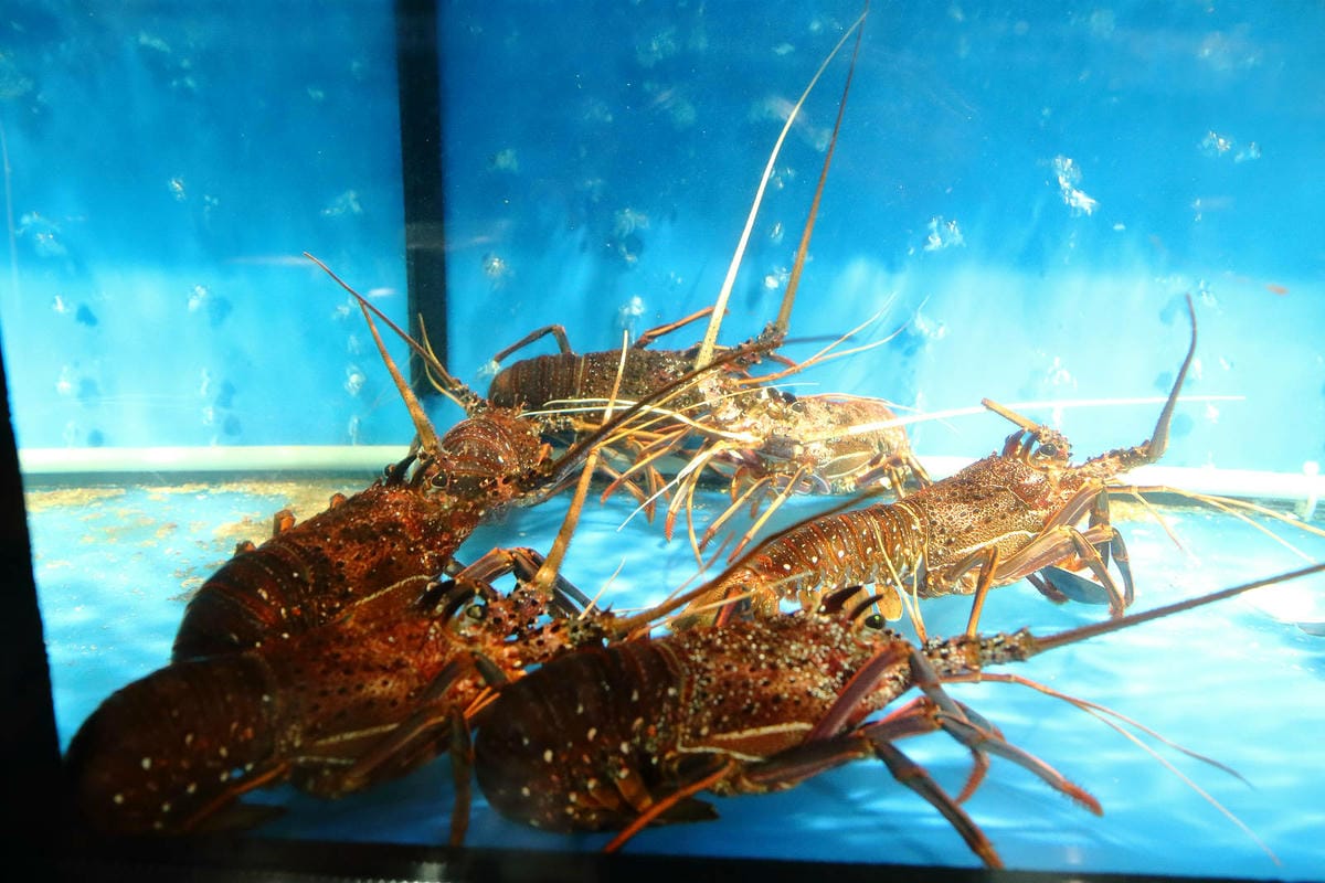 台北日式無菜單料理推薦，建一食堂八品精緻餐點，比臉大的爆卵麵