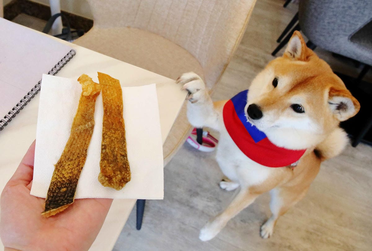 台北寵物友善餐廳|其時Bistro〜台北草地寵物餐廳,有專屬 台北寵物友善餐廳|其時Bistro〜台北草地寵物餐廳,有專屬