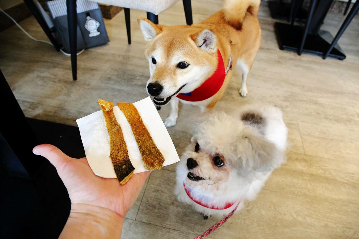 台北寵物友善餐廳|其時Bistro〜台北草地寵物餐廳,有專屬 台北寵物友善餐廳|其時Bistro〜台北草地寵物餐廳,有專屬