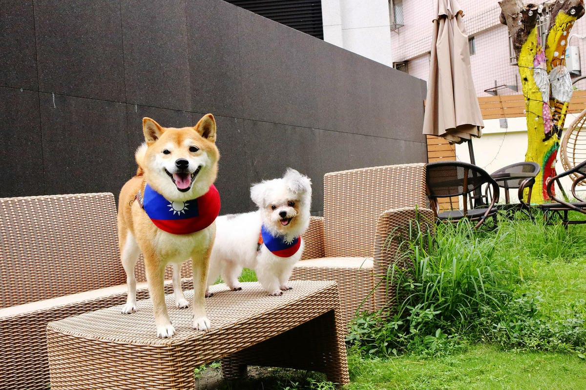 台北寵物友善餐廳|其時Bistro〜台北草地寵物餐廳,有專屬 台北寵物友善餐廳|其時Bistro〜台北草地寵物餐廳,有專屬