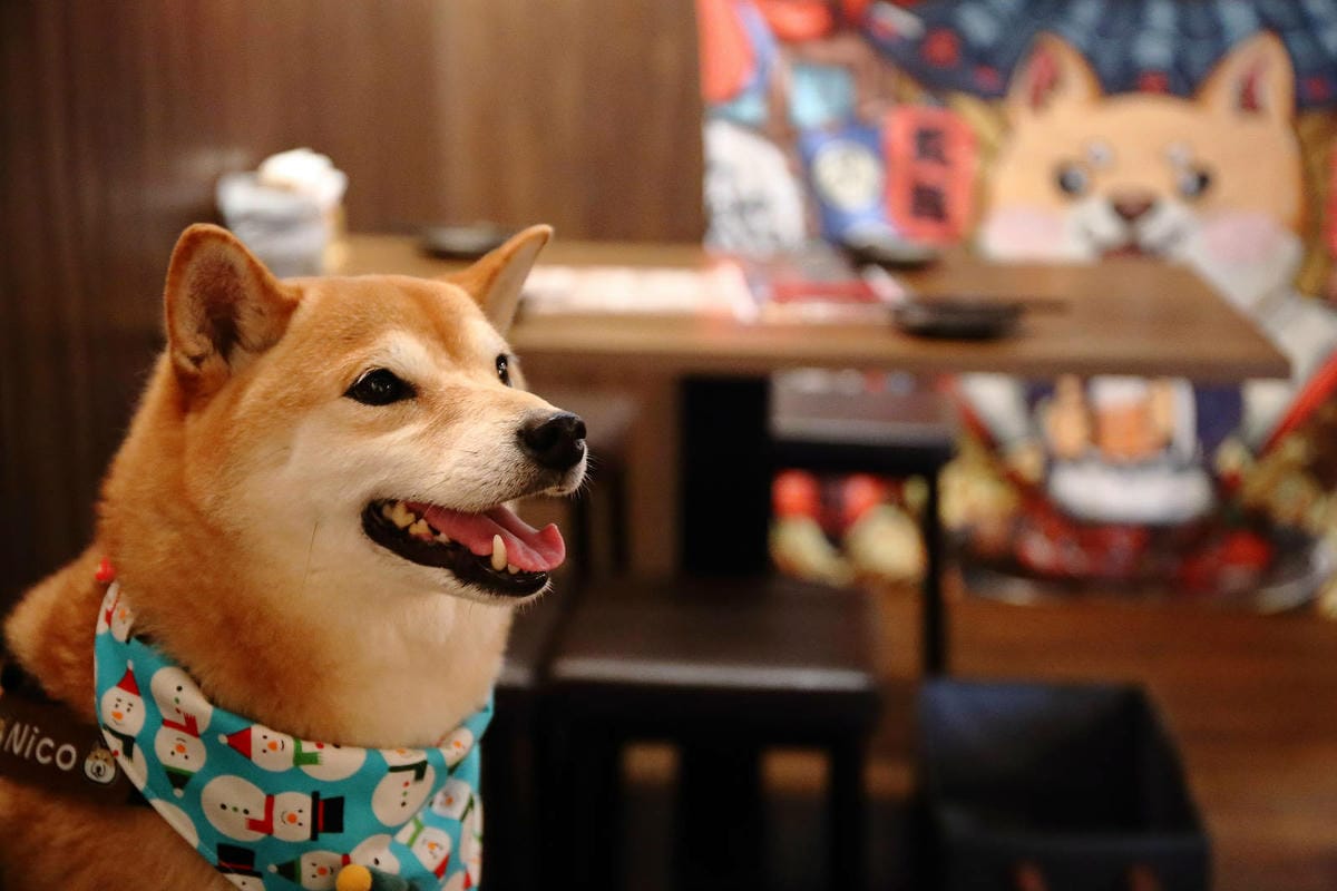 板橋隱藏版日式居酒屋，串岐日式居酒屋，低調隱身小巷弄，網推無