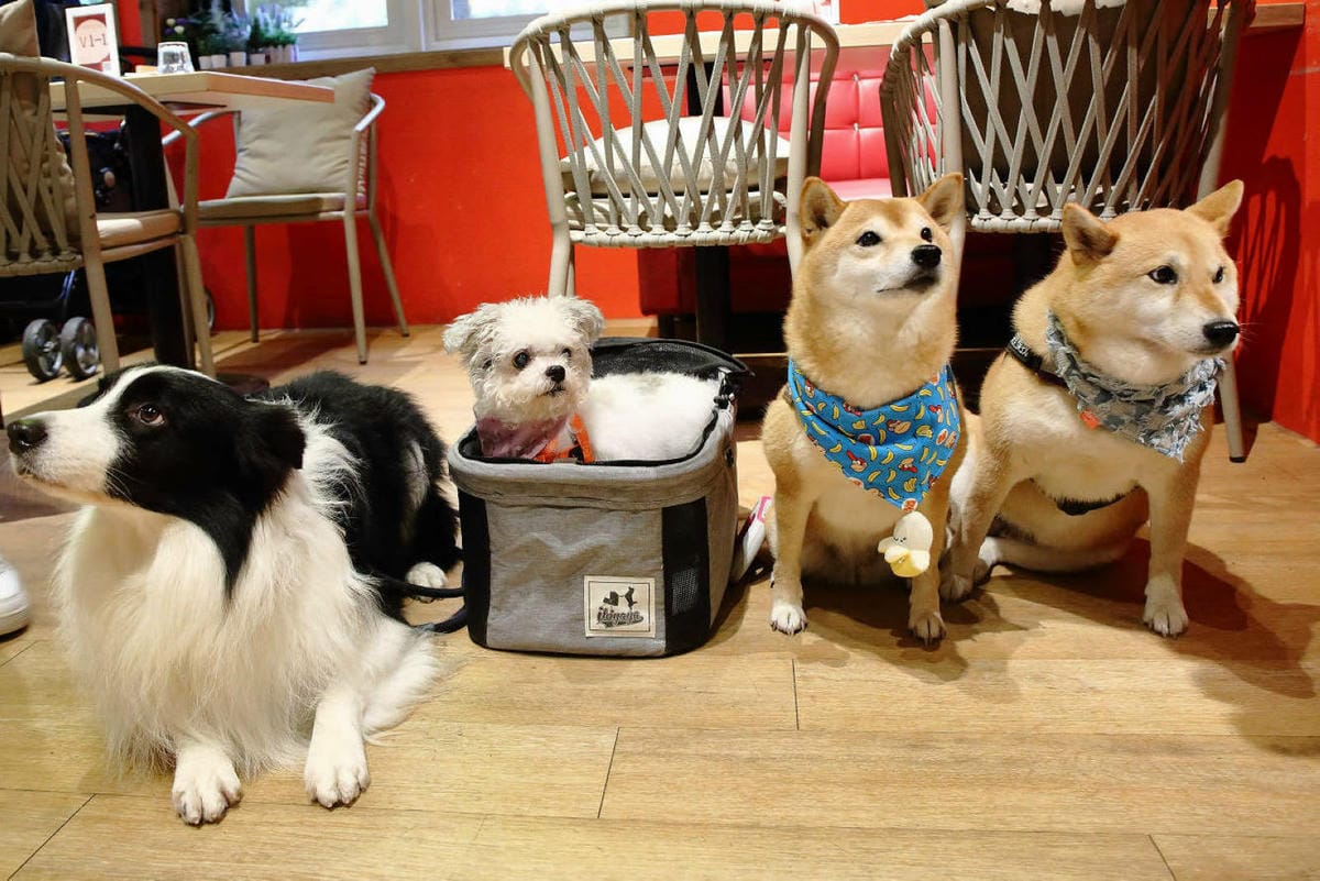 【陽明山美食推薦】阿緹卡Pizza專賣店，正宗羅馬方形披薩這