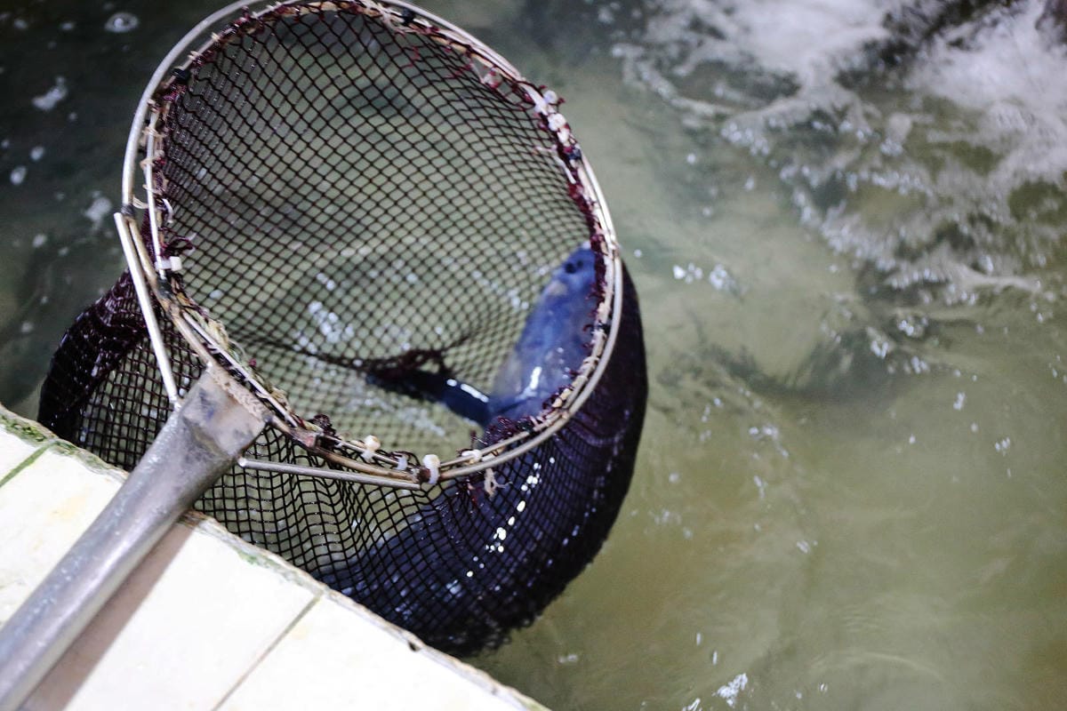 【石門活魚餐廳推薦】山霸王活魚餐廳，網友推薦30年老店，創意