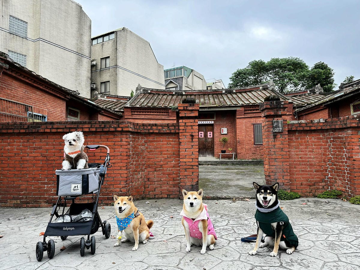 游家肥貓，大溪友善寵物老宅茶餐廳，提供港式私房料理，老闆本身