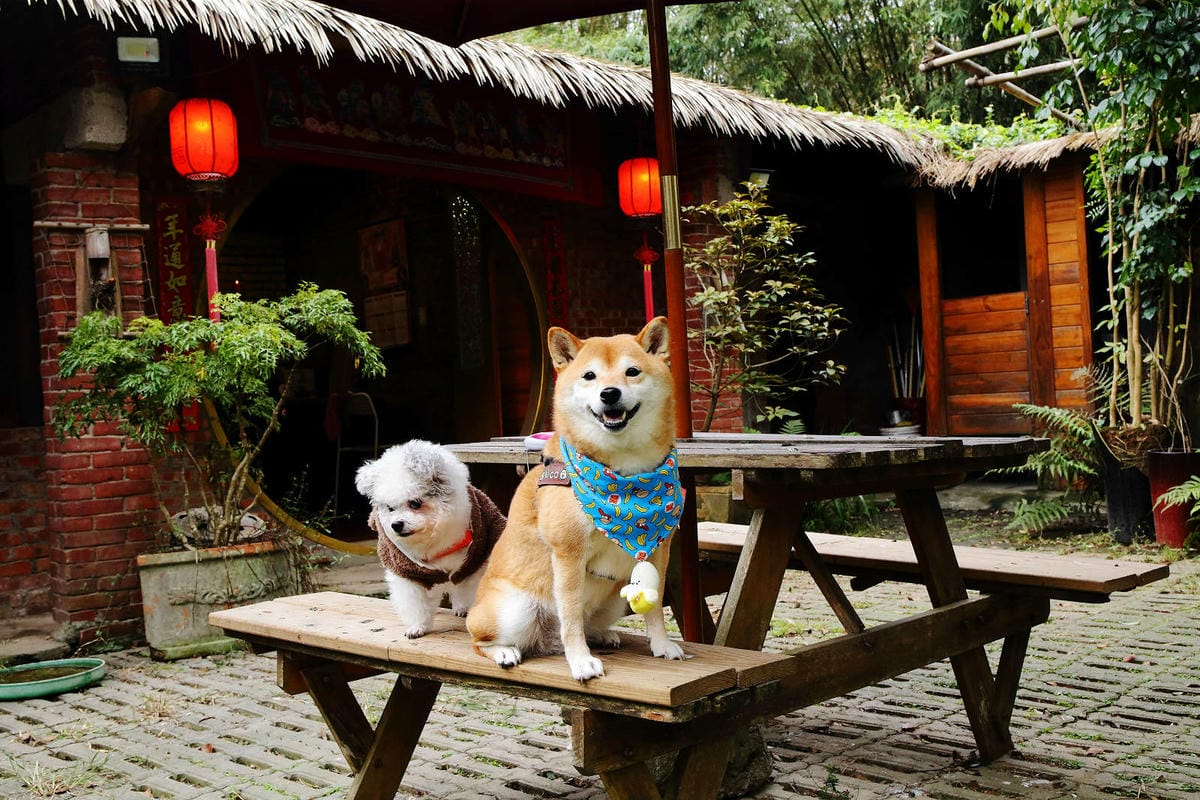 游家肥貓，大溪友善寵物老宅茶餐廳，提供港式私房料理，老闆本身