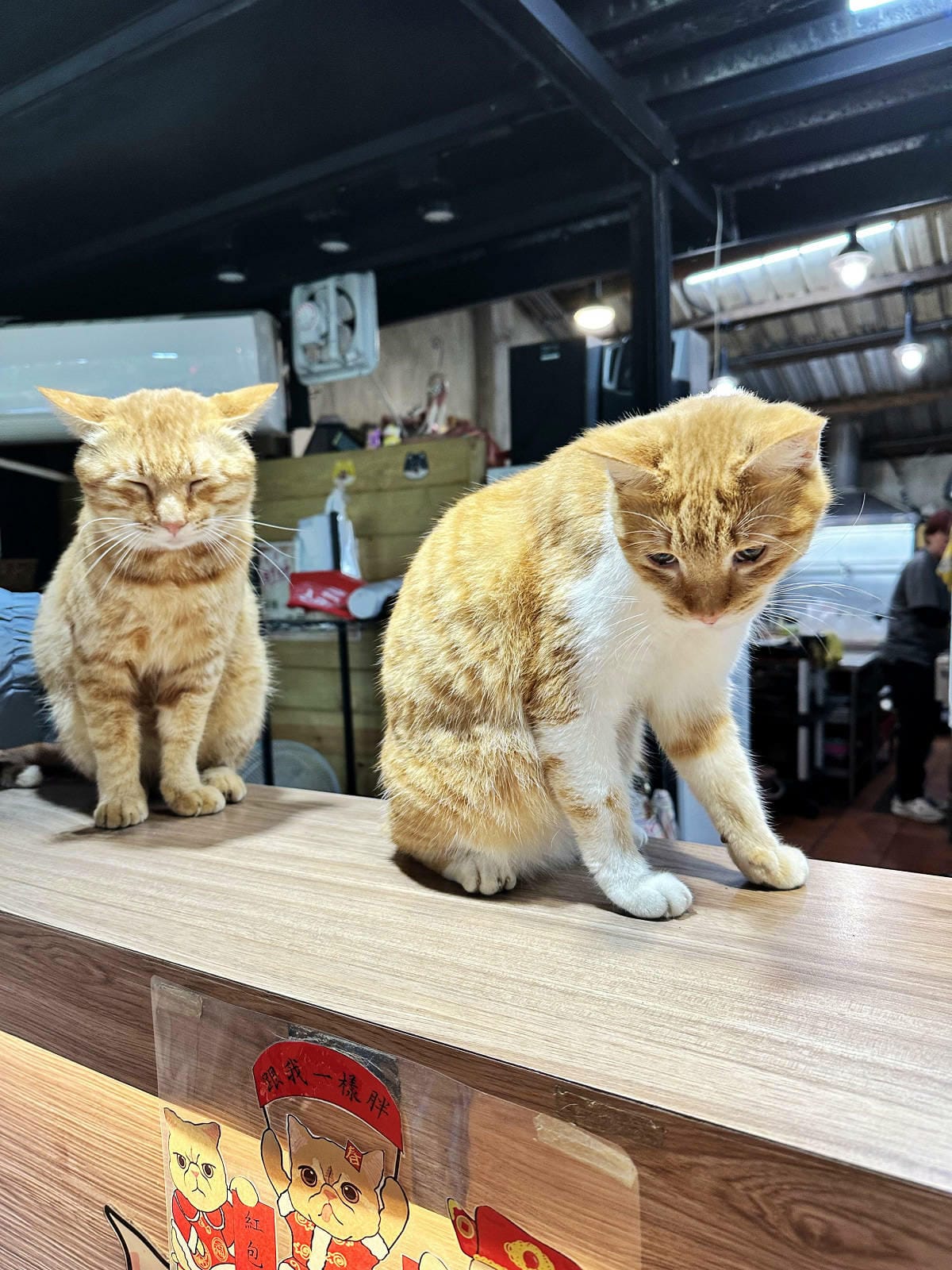 游家肥貓，大溪友善寵物老宅茶餐廳，提供港式私房料理，老闆本身