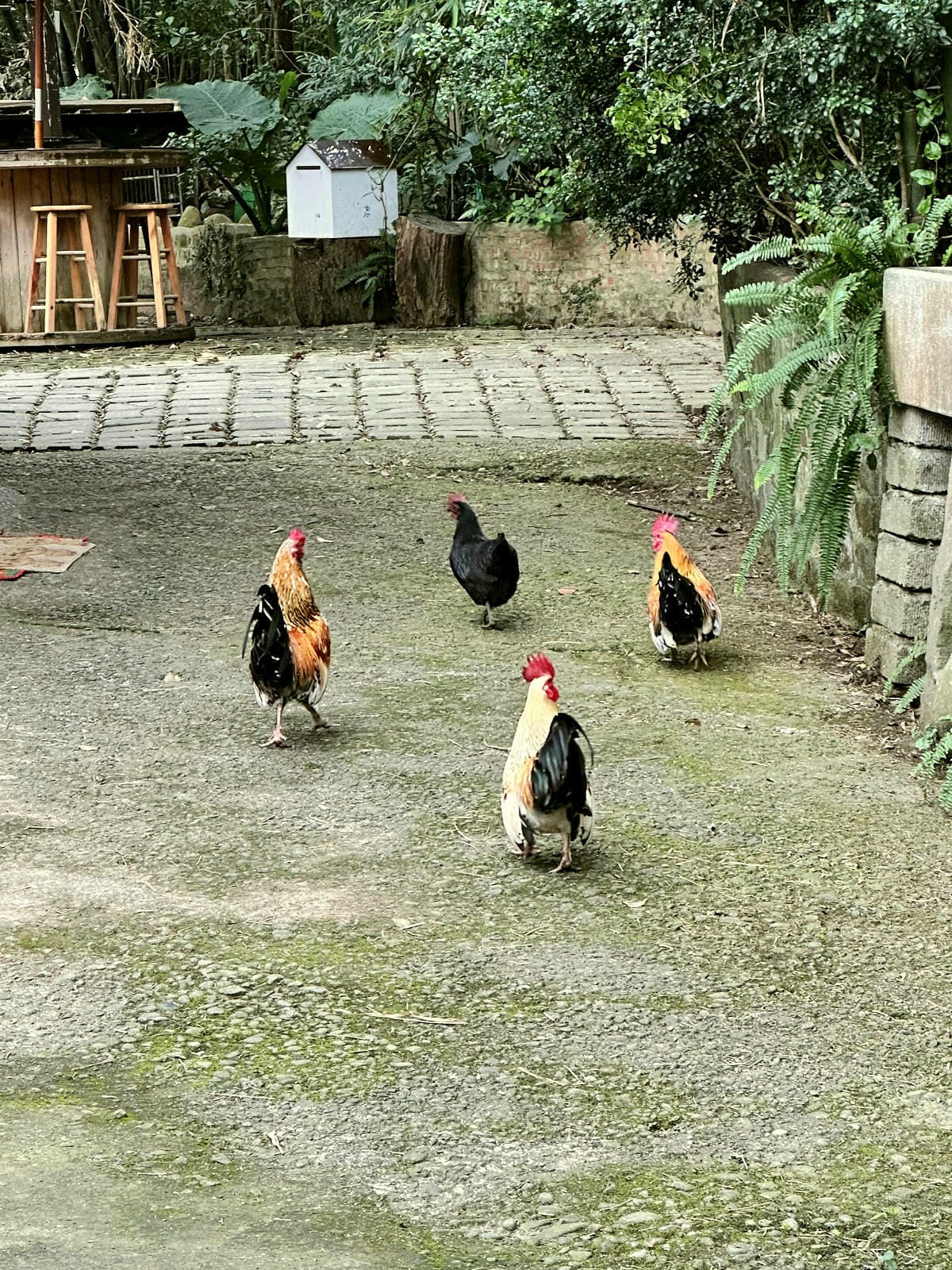 游家肥貓，大溪友善寵物老宅茶餐廳，提供港式私房料理，老闆本身