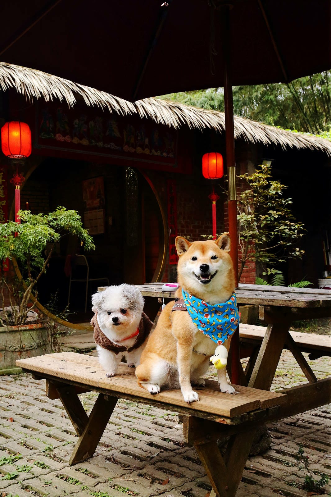游家肥貓，大溪友善寵物老宅茶餐廳，提供港式私房料理，老闆本身