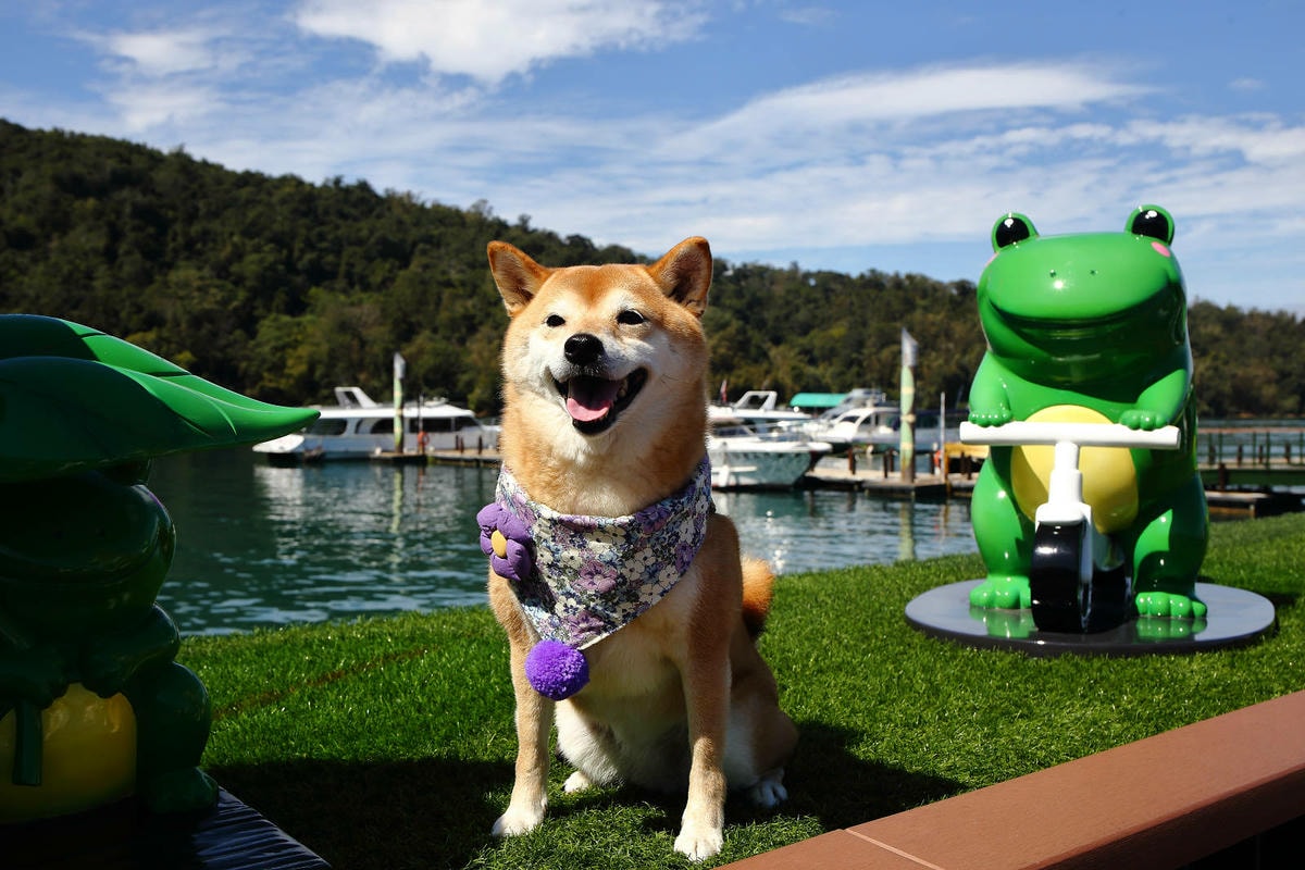 南投寵物友善景點,日月潭包船遊湖推薦-日月潭創意家美奇豪華遊 南投寵物友善景點,日月潭包船遊湖推薦-日月潭創意家美奇豪華遊