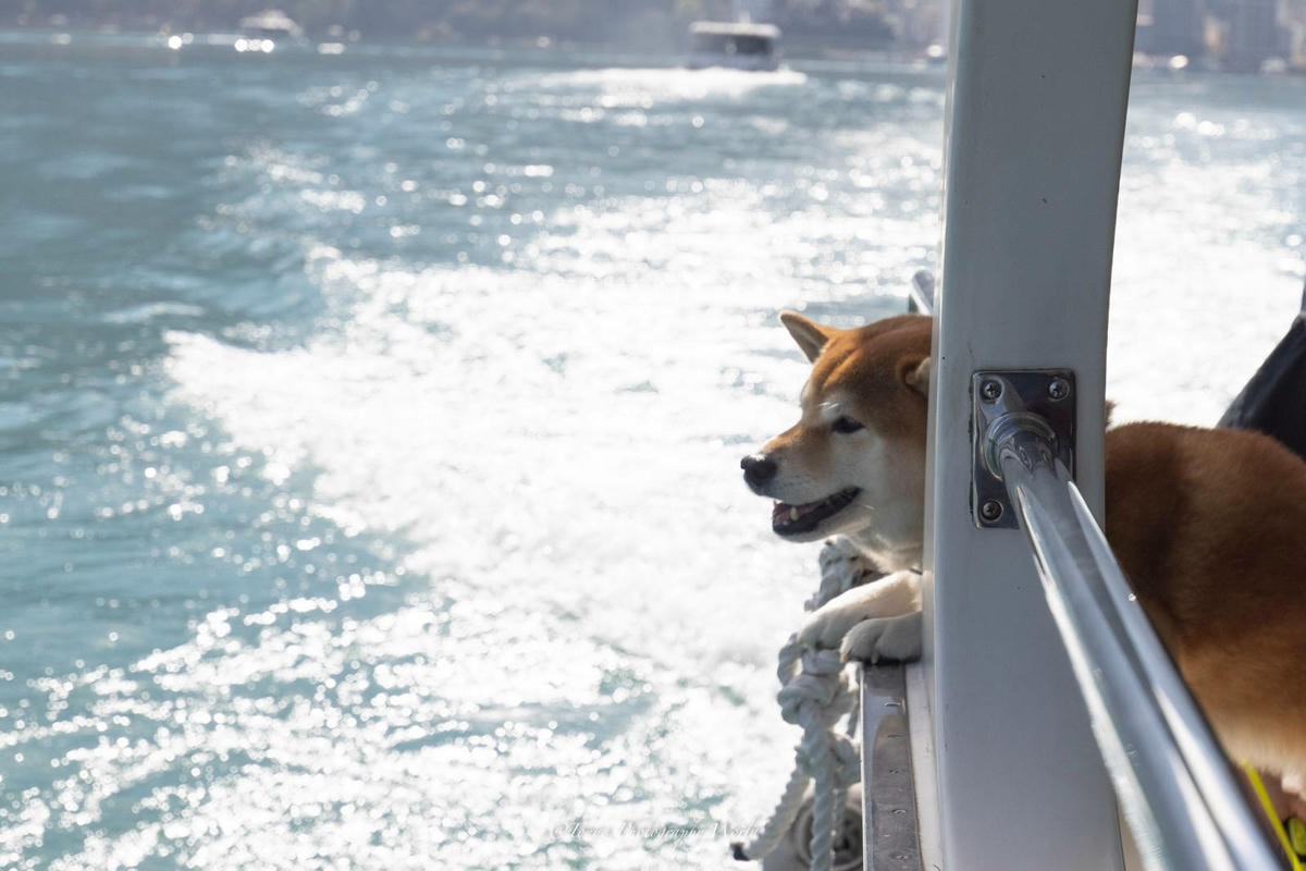 LINE_ALBUM_20250228-0301@南投日月潭(阿北)_250302_21.jpg LINE_ALBUM_20250228-0301@南投日月潭(阿北)_250302_21.jpg