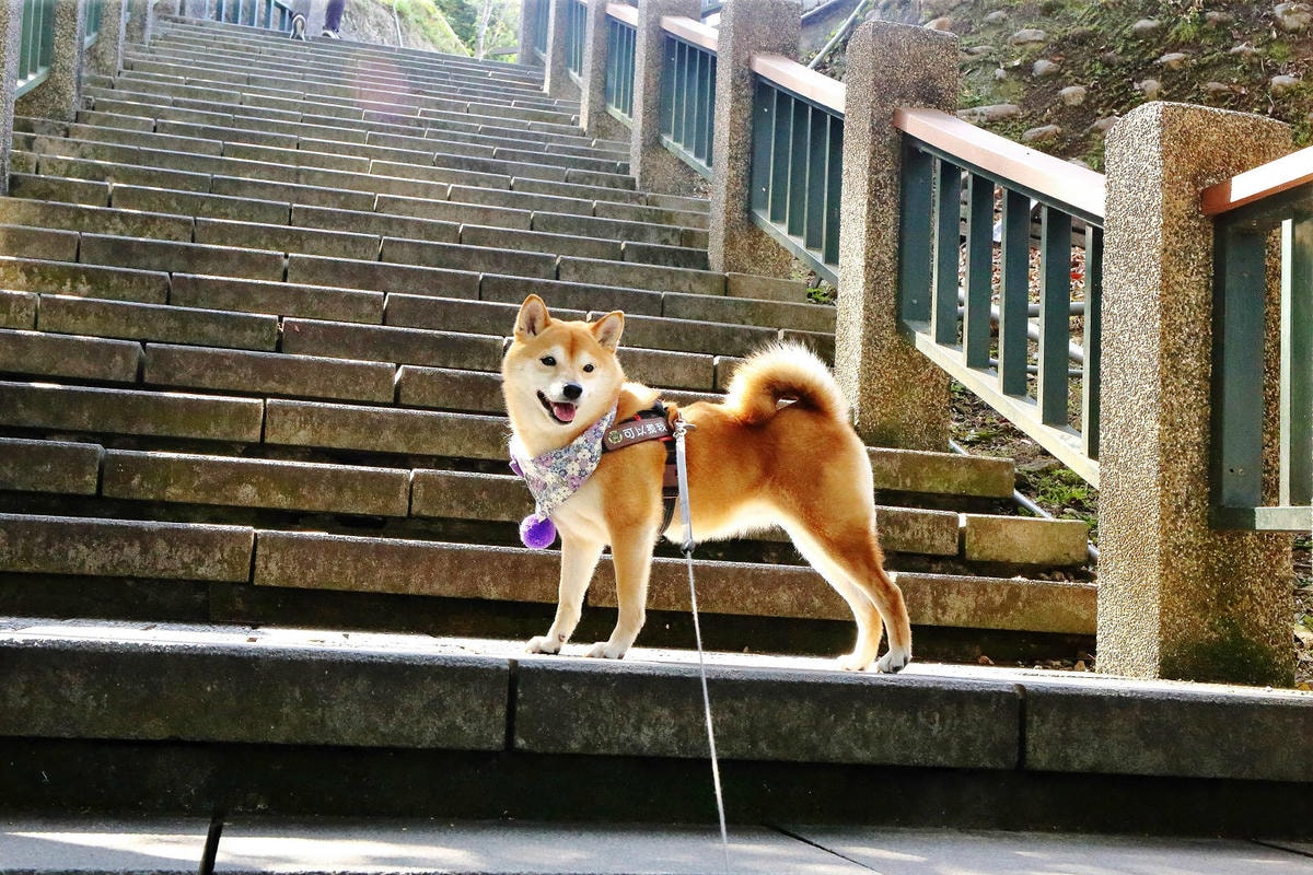 南投寵物友善景點,日月潭包船遊湖推薦-日月潭創意家美奇豪華遊 南投寵物友善景點,日月潭包船遊湖推薦-日月潭創意家美奇豪華遊