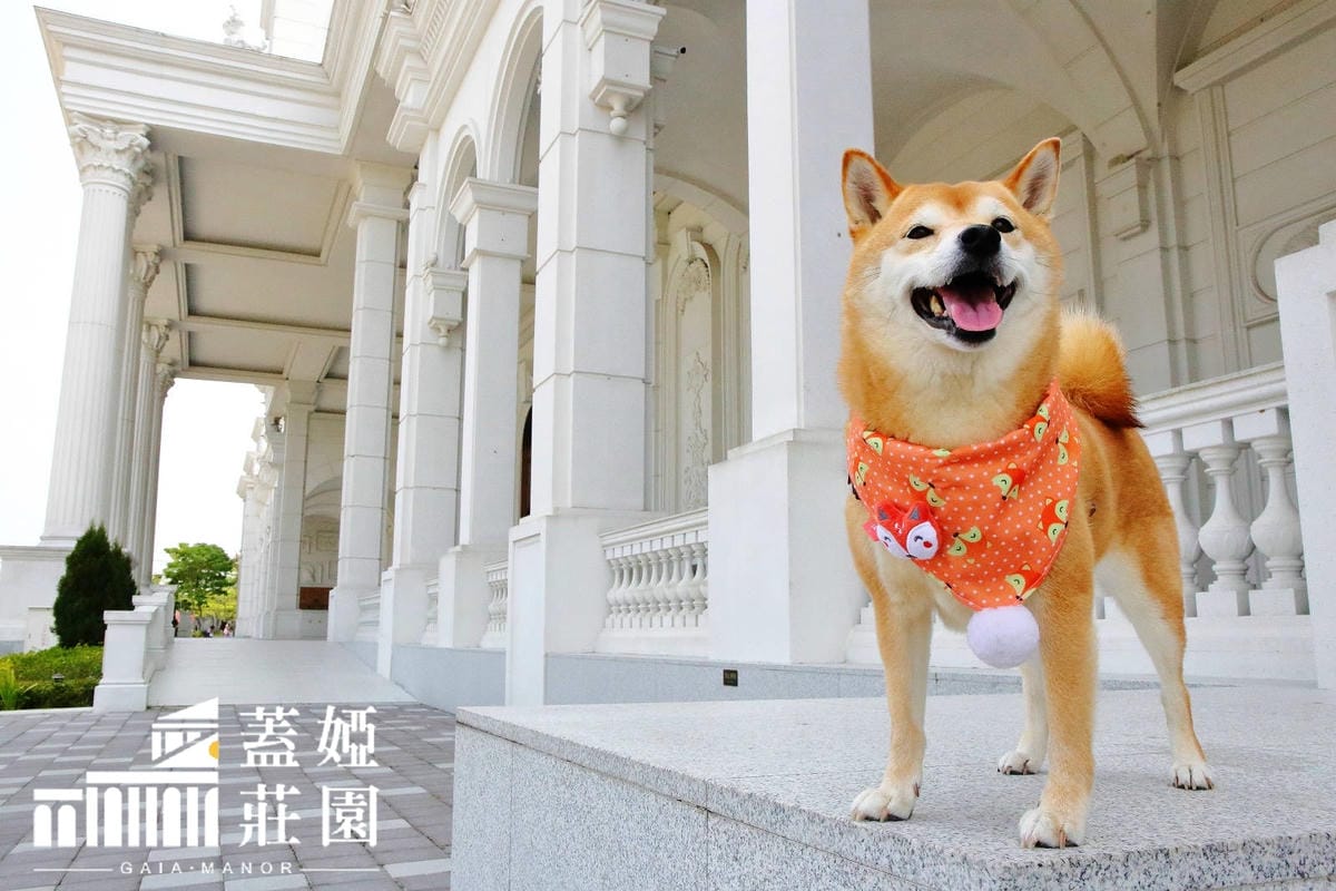 2025嘉義網美景點推薦！蓋婭莊園x康倪時代美學生技園區，全