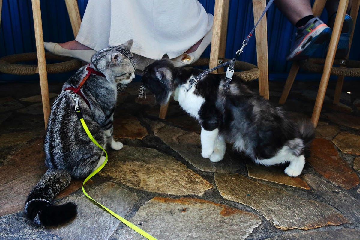 日月潭景觀餐廳推薦，眺Tiao，水社碼頭咖啡廳，270度湖景