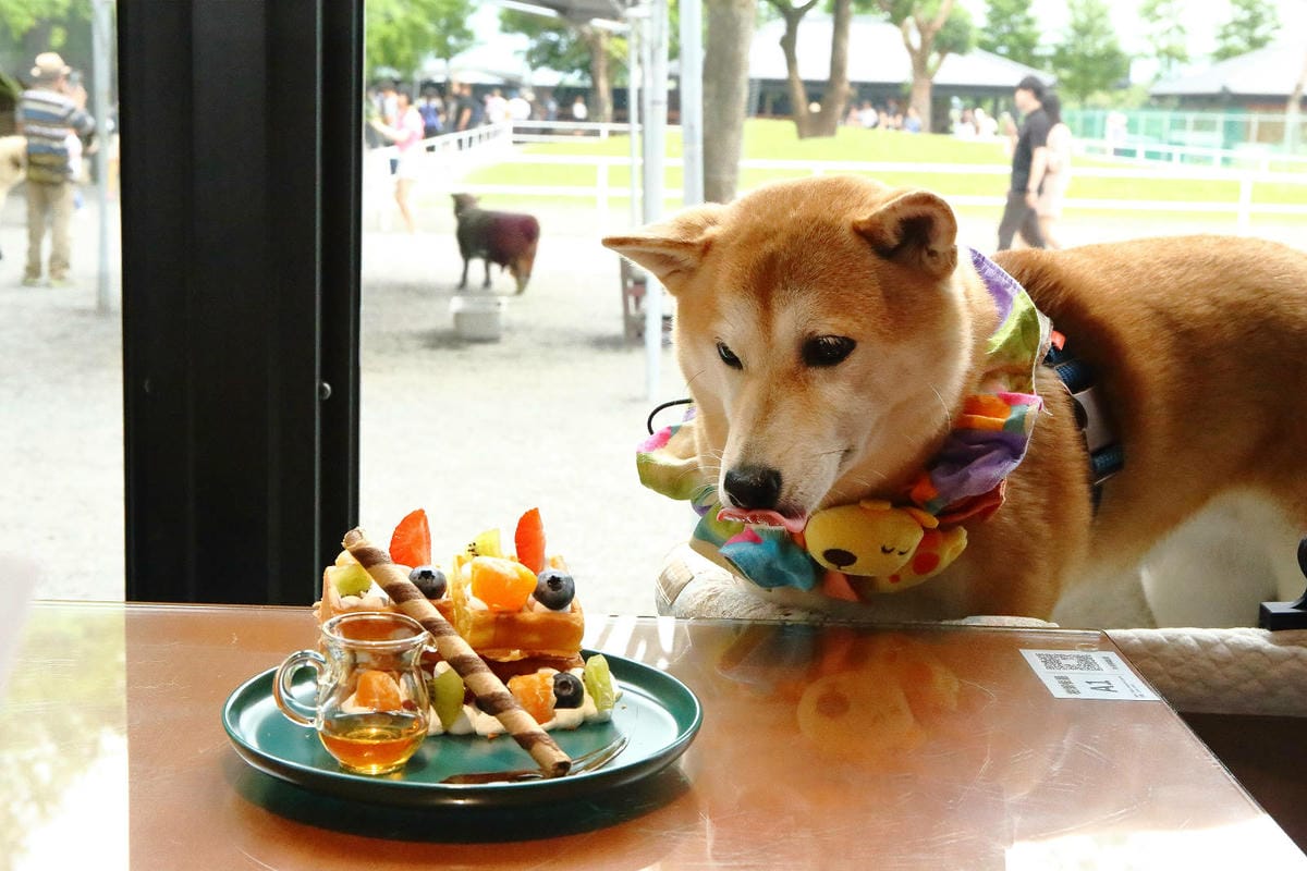 張美阿嬤農場2.0版，宜蘭全新萌寵景觀餐廳【樹懶餐廳】，玻璃
