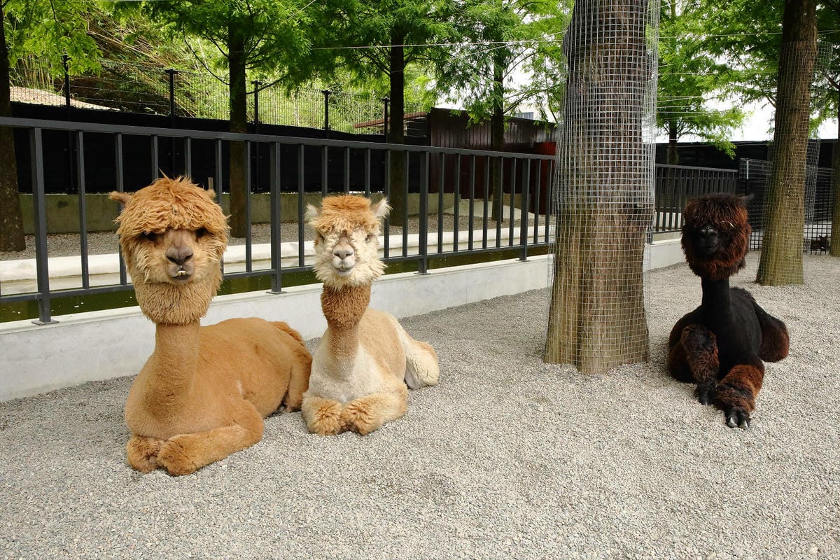 張美阿嬤農場2.0版，宜蘭全新萌寵景觀餐廳【樹懶餐廳】，玻璃