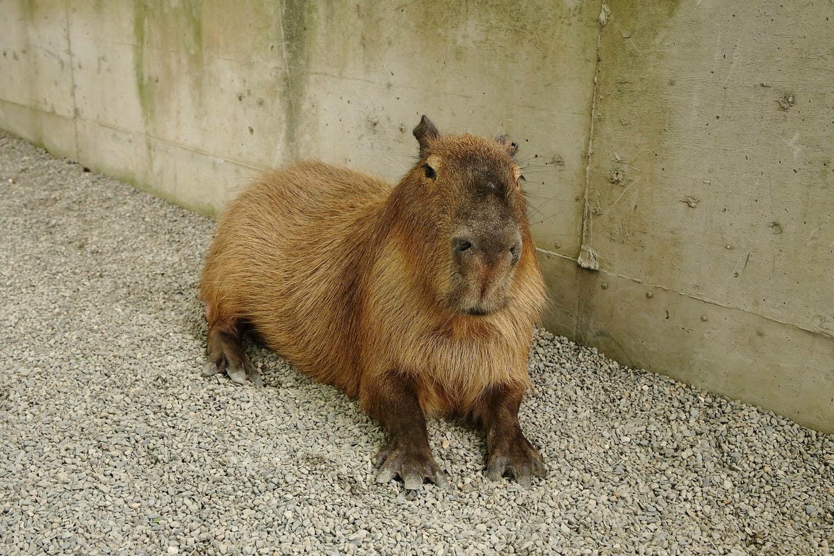 張美阿嬤農場2.0版，宜蘭全新萌寵景觀餐廳【樹懶餐廳】，玻璃