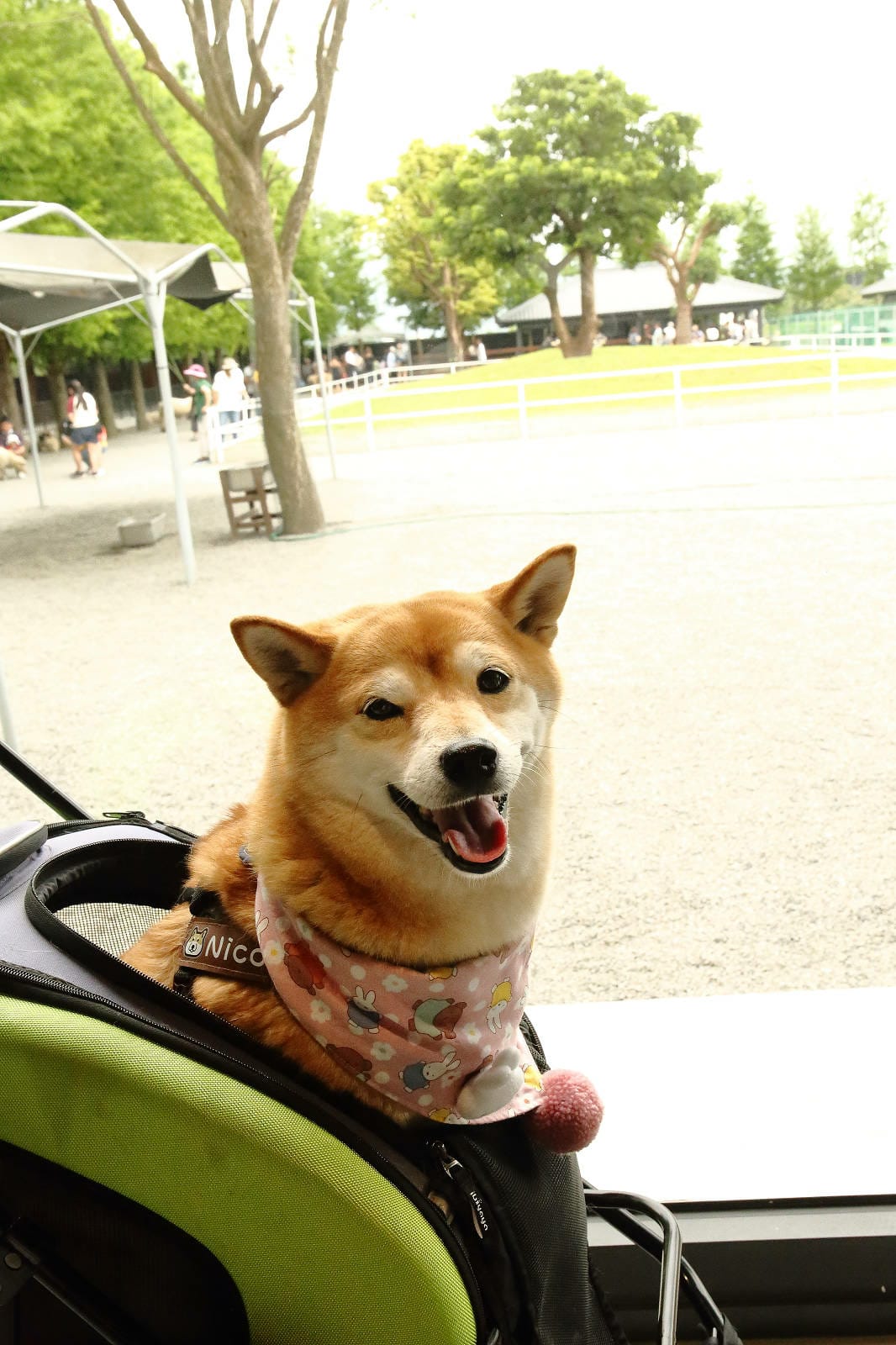 張美阿嬤農場2.0版，宜蘭全新萌寵景觀餐廳【樹懶餐廳】，玻璃