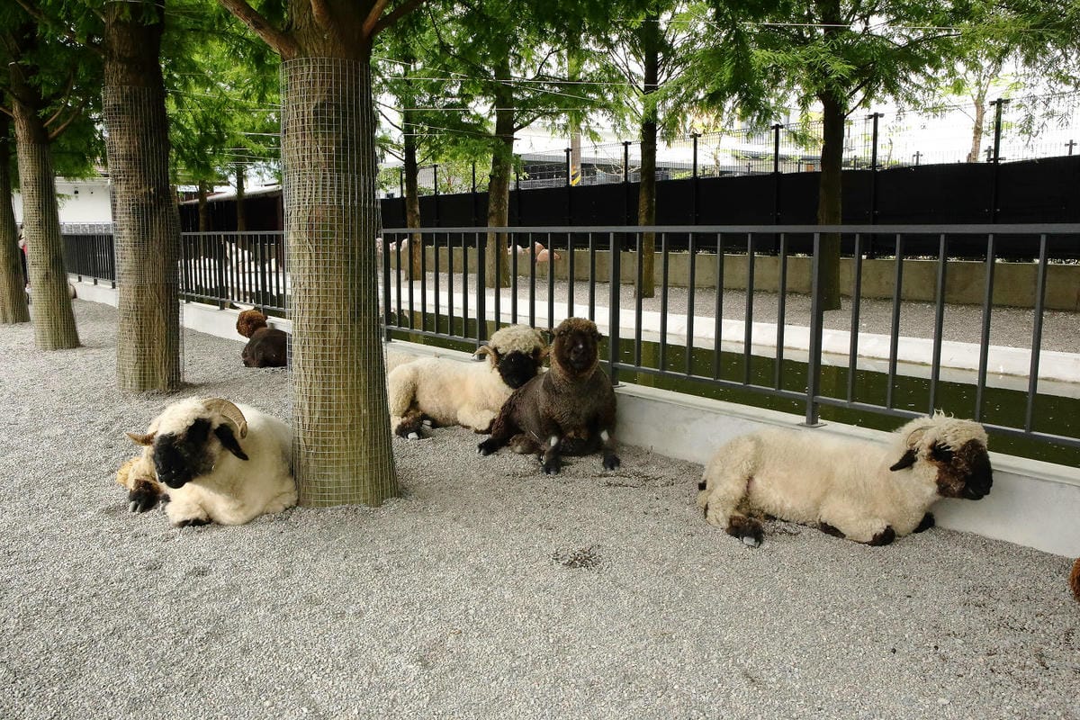 張美阿嬤農場2.0版，宜蘭全新萌寵景觀餐廳【樹懶餐廳】，玻璃