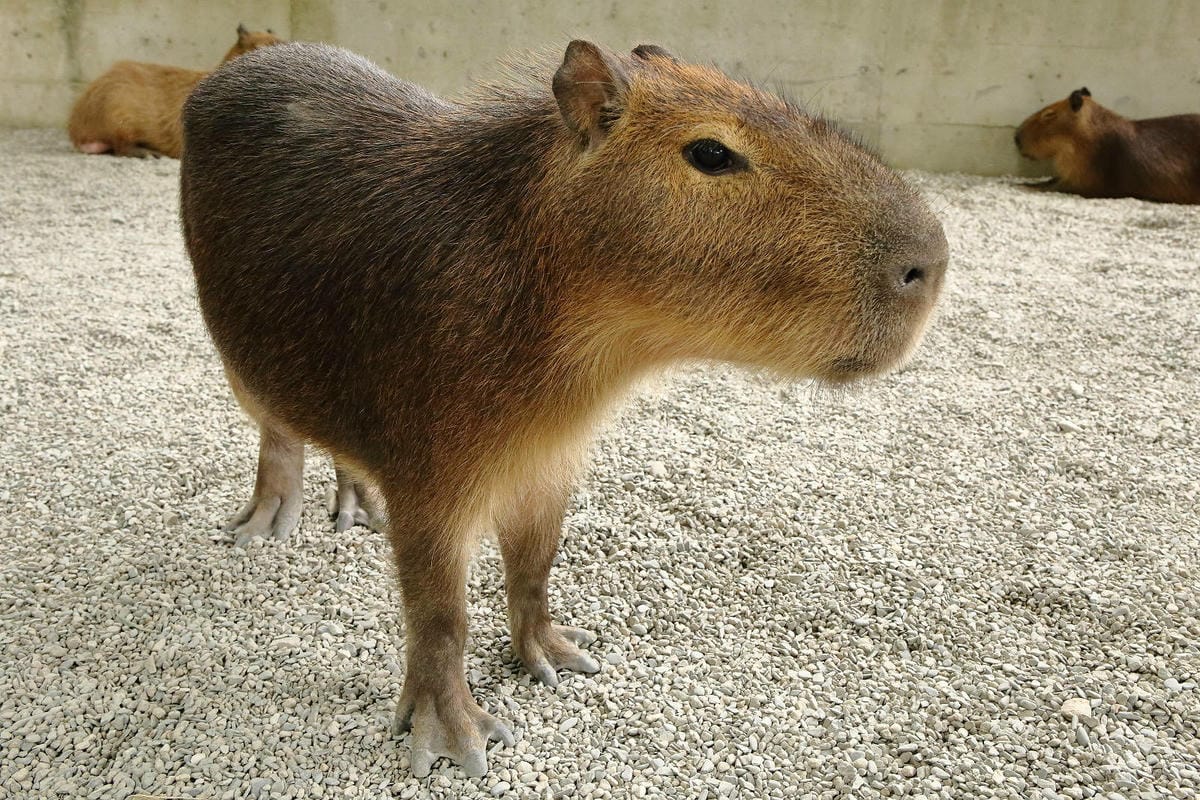 張美阿嬤農場2.0版，宜蘭全新萌寵景觀餐廳【樹懶餐廳】，玻璃