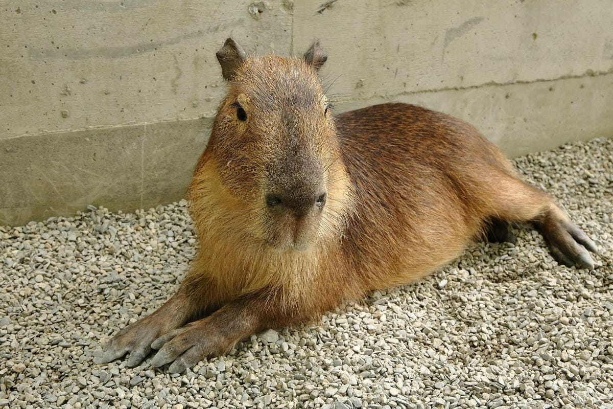 張美阿嬤農場2.0版，宜蘭全新萌寵景觀餐廳【樹懶餐廳】，玻璃