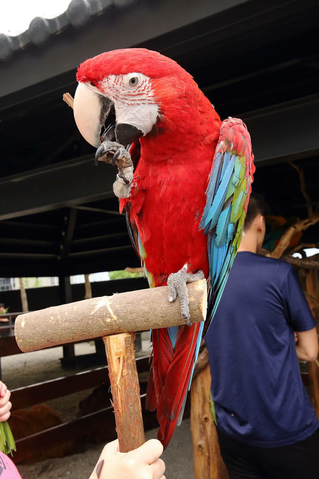 張美阿嬤農場2.0版，宜蘭全新萌寵景觀餐廳【樹懶餐廳】，玻璃